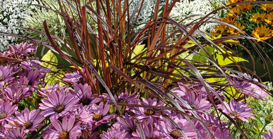 Osteospermum Summersmile